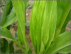 Viral Disease in Grain Sorghum