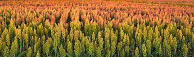 Cultura Sorgo