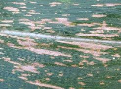 Photo showing corn leaf with southern corn leaf blight.