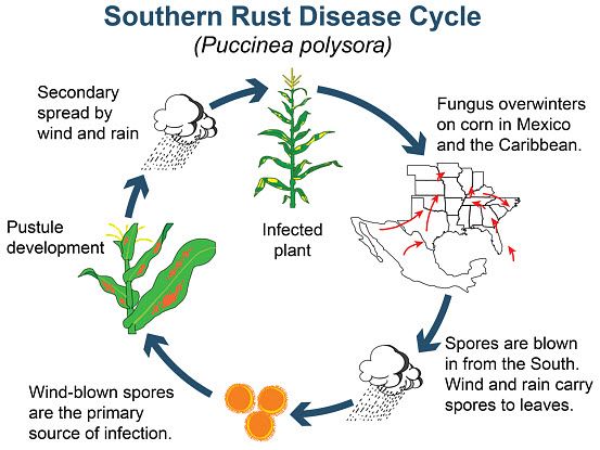 Southern rust disease cycle in corn.