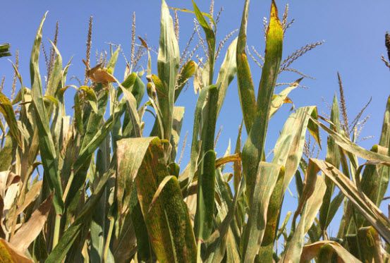 Photo showing southern rust symptoms visible in the upper canopy of corn in Johnston, Iowa (Sept. 11, 2017).