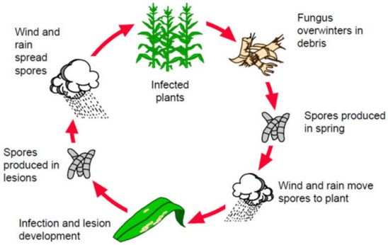 Southern leaf blight disease cycle