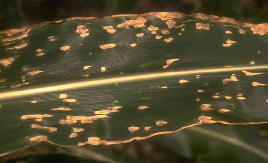 Corn leaf with Southern Leaf Blight
