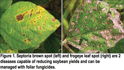 Septoria brown spot and frogeye leaf spot on soybean leaves.
