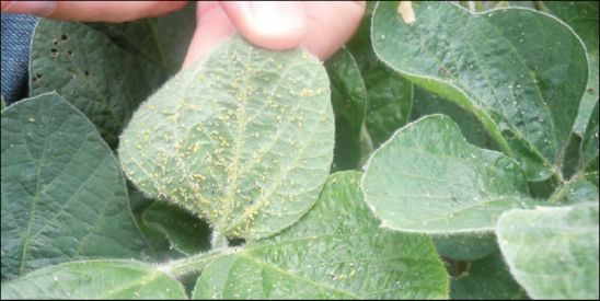 Soybean aphids on leaf