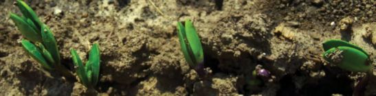 Photo - soybean seedlings in ground
