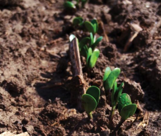 soybean seedlings
