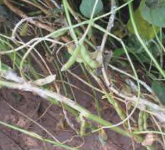 A dense soybean canopy enhances conditions favoring the development of white mold.