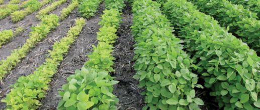 Differences in iron deficiency chlorosis symptoms between susceptible (left) and tolerant (right) varieties.