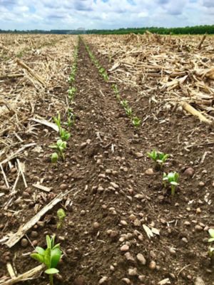 Soybean Seeding Rate and Stand Establishment