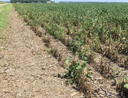 Dead soybean plants due to gall midge injury along the edge of a soybean field.