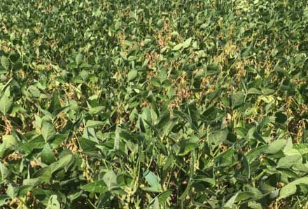 Gall midge injury several hundred feet into the interior of a soybean field.