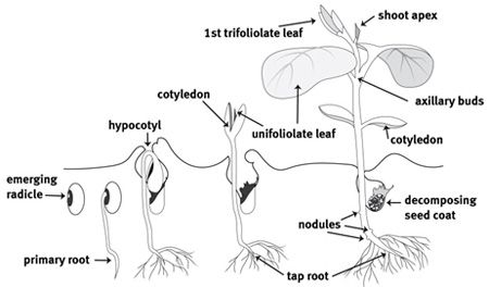 soybean plant growth stages