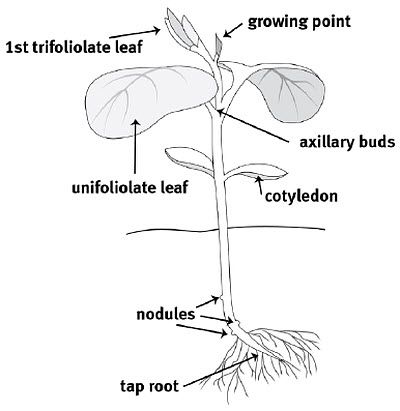 Soybean plant diagram