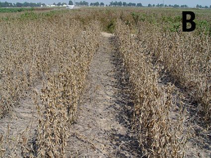 weed-free soybeans treated with a desiccant.