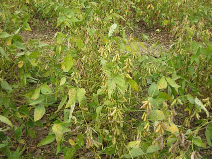 Soybeans with some retained foliage.