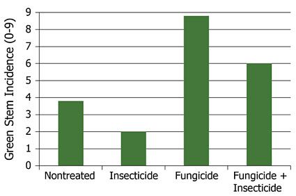 Effect of fungicide, insecticide and fungicide + insecticide treatments on incidence of green stems.