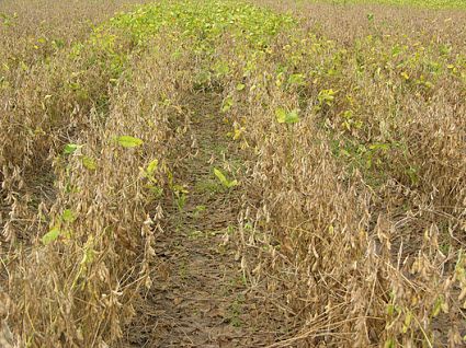Soybeans with no fungicide treatment in foreground vs. fungicide-treated in background.