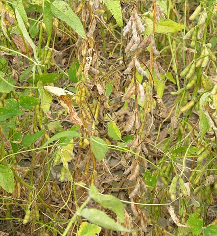 Soybean plants exhibiting different stages of maturity in the same row drill.