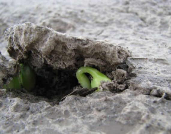 Soybean hypocotyl arch and cotyledons breaking through crusted soil.
