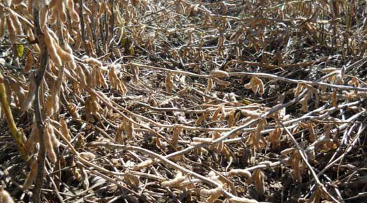 Photo showing soybean lodging due to stem girdling by Dectes stem borer larvae.