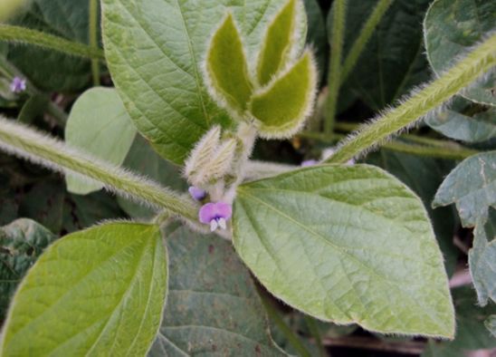 Reproductive growth stage of a soybean plant.
