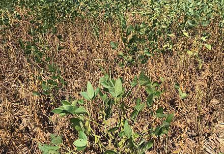 Dead soybean plants due to gall midge injury near the edge of a soybean field. Approximately 95% of plants in this area were dead.