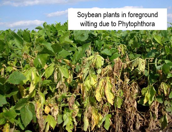 Soybean plants wilting due to phytophthora root rot.