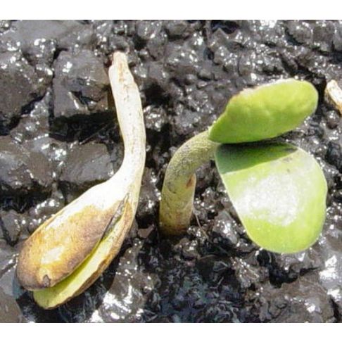 This is a photo showing soybean seedling emergence with symptoms of Pythium infection.