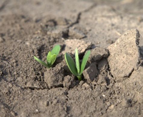 Planting no-till soybeans into heavy corn residue.