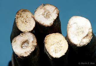 Photo showing soybean stems girdled and tunnels plugged with frass.