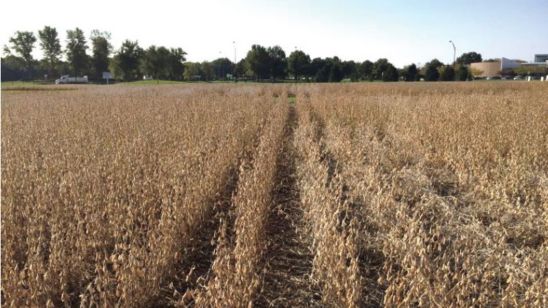 Soybean nitrogen fertility experiment at Johnston, Iowa, prior to harvest (October 8, 2015).