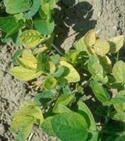 Stunted soybean growth