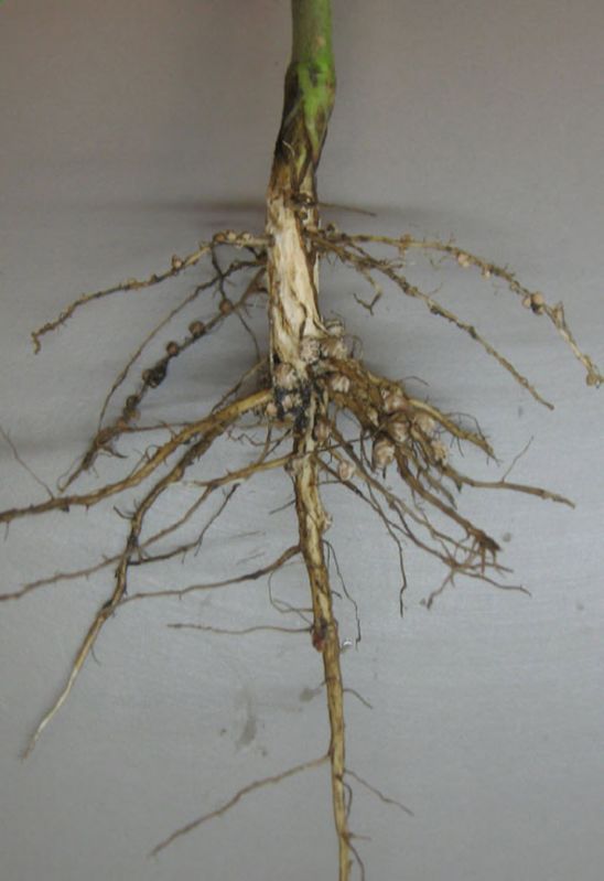 forming round nodules that can grow to the size of a large pea.