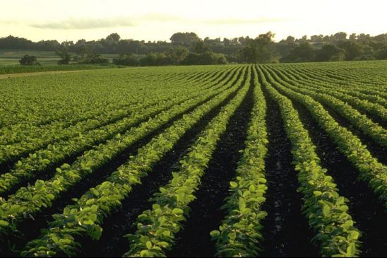 Soybeans require about 3.5 lbs. of nitrogen per bushel of yield.