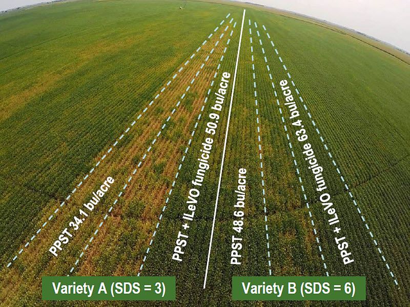 Trial location near Utica, NE showing differences in SDS symptoms among seed treatments on an SDS-susceptible (left) and resistant (right) soybean variety.