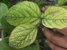 Soybean leaf exhibiting iron deficiency.