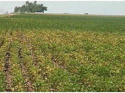 Two-spotted spider mite damage on edge of soybean field.