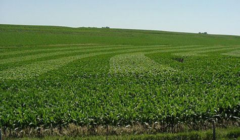 Pioneer split-planter trial near Harlan, Iowa in 2001.