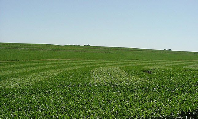 Long-distance photo of split-planter trials in a corn field, early summer.