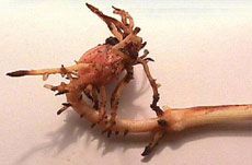 Photo: Corn seedling injury