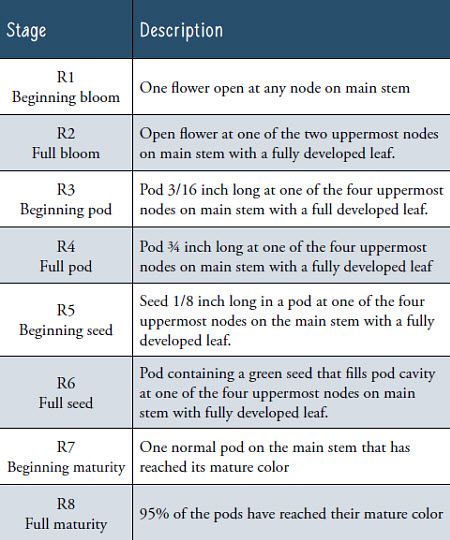 soybean plant growth stages