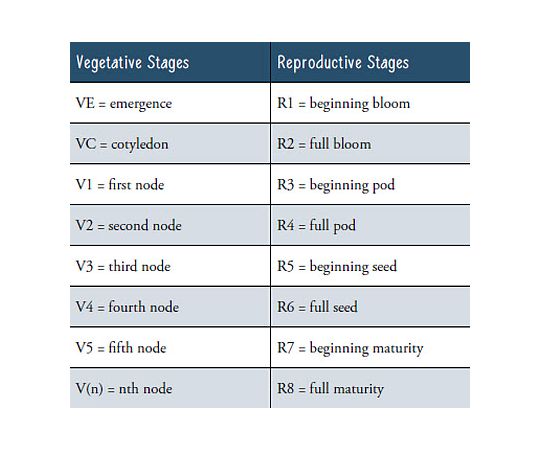 soybean plant growth stages