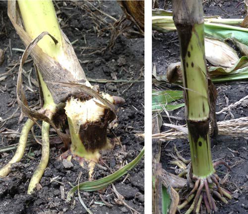 Breakage from Physoderma stalk rot and dark lesions on lower nodes of affected corn plants.