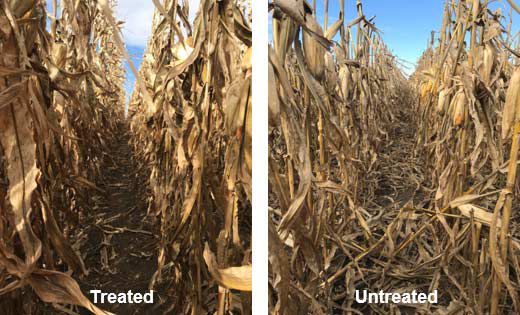Comparison photos - differences in stalk strength and standability associated with fungicide treatment in corn.