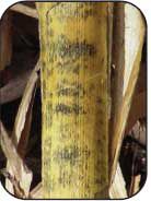 Photo: Anthracnose stalk rot