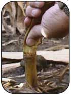 Photo: Checking for stalk rot.