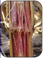 Photo: Gibberella stalk rot example.