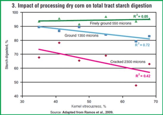 Impact of processing dry corn on total tract starch digestion.