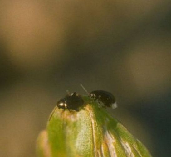 flea beetles